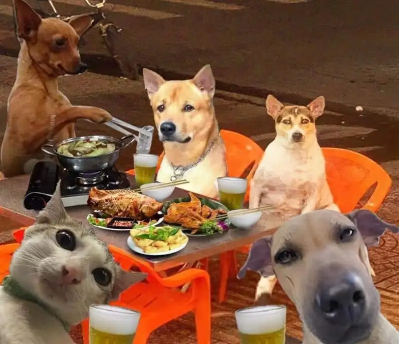 Doge meme khiến bạn không thể nhịn cười với biểu cảm hài hước Doge meme khiến bạn không thể nhịn cười với biểu cảm hài hước