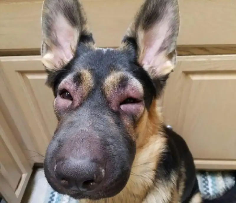 This is fine dog meme mang lại tiếng cười cho những tình huống khó xử This is fine dog meme mang lại tiếng cười cho những tình huống khó xử