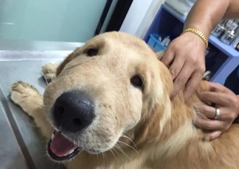 Dog cat meme hài hước cho những ai yêu thích sự kết hợp độc đáo Dog cat meme hài hước cho những ai yêu thích sự kết hợp độc đáo