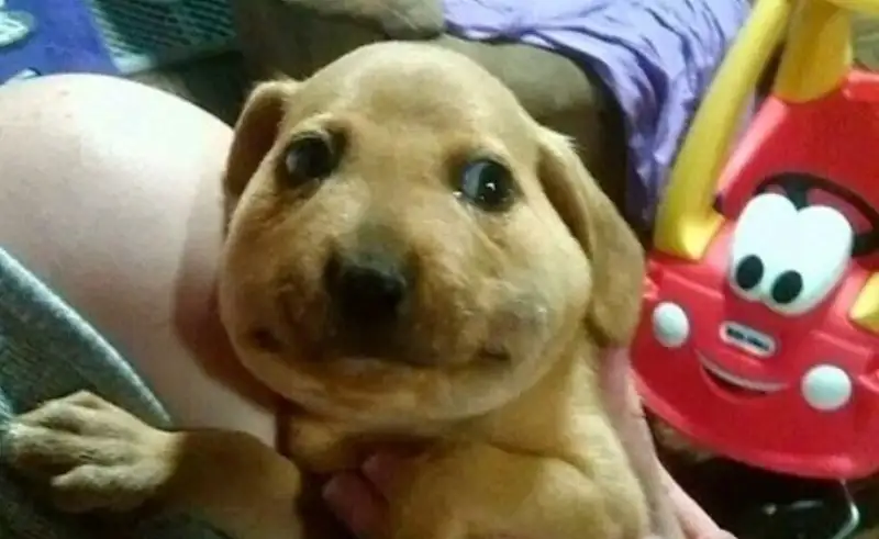 Meme dog sad khiến bạn cảm thấy đồng cảm với những chú chó Meme dog sad khiến bạn cảm thấy đồng cảm với những chú chó