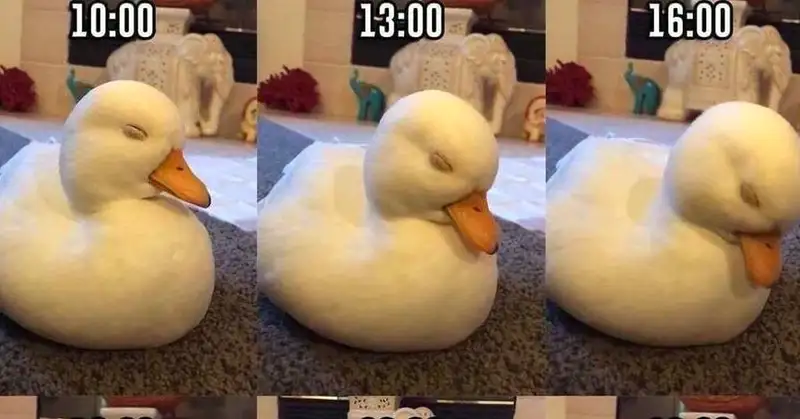 Meme con vịt vàng chu mỏ luôn khiến người xem thích thú Meme con vịt vàng chu mỏ luôn khiến người xem thích thú