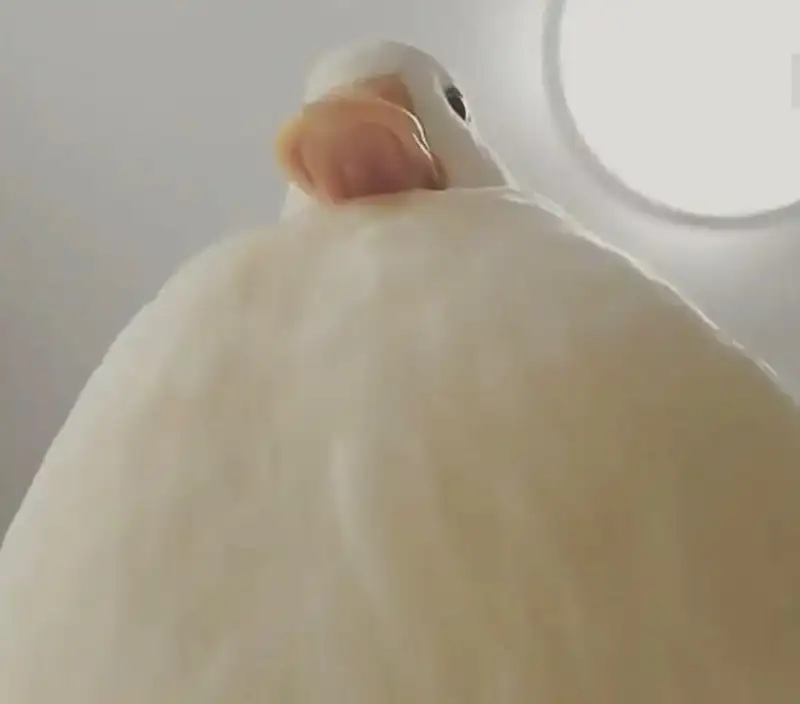 Meme vịt vàng chu mỏ thể hiện sự hài hước độc đáo Meme vịt vàng chu mỏ thể hiện sự hài hước độc đáo