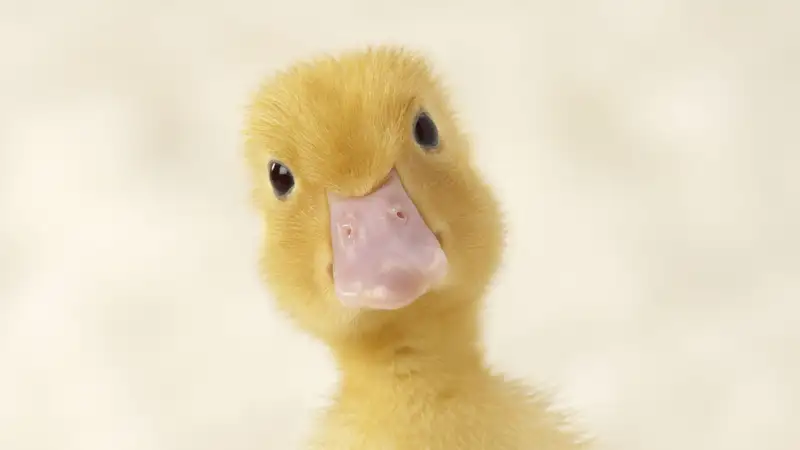 Ảnh vịt meme là hình ảnh đáng yêu cho fan yêu thích Ảnh vịt meme là hình ảnh đáng yêu cho fan yêu thích