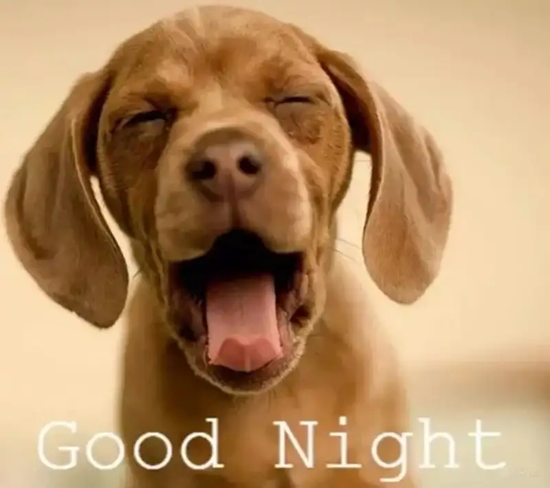 Good night meme mèo chúc ngủ ngon cho những giấc mơ đẹp Good night meme mèo chúc ngủ ngon cho những giấc mơ đẹp