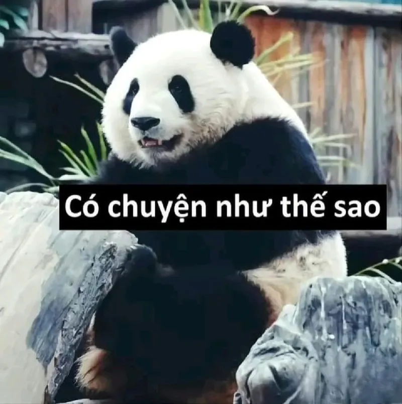 Meme gấu trúc troll face khiến bạn không thể nhịn cười với biểu cảm hài hước Meme gấu trúc troll face khiến bạn không thể nhịn cười với biểu cảm hài hước