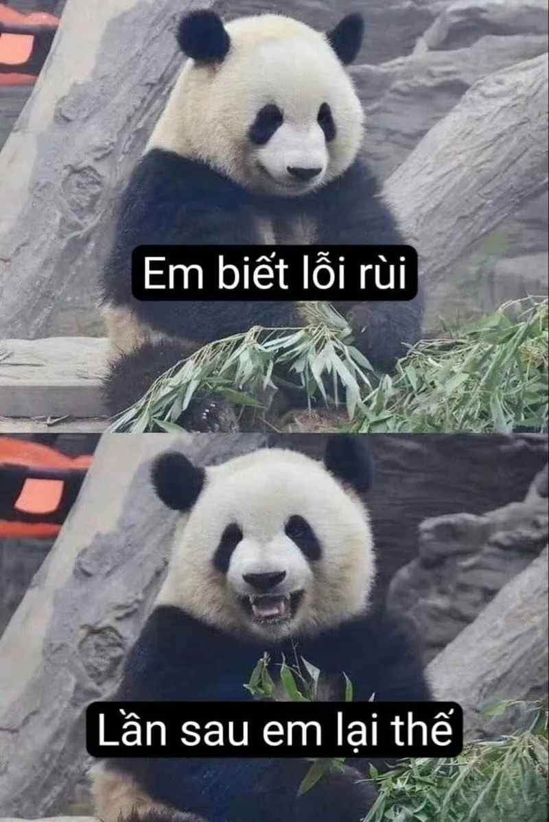 Meme gấu trúc ngang ngược khiến bạn không thể nhịn cười Meme gấu trúc ngang ngược khiến bạn không thể nhịn cười