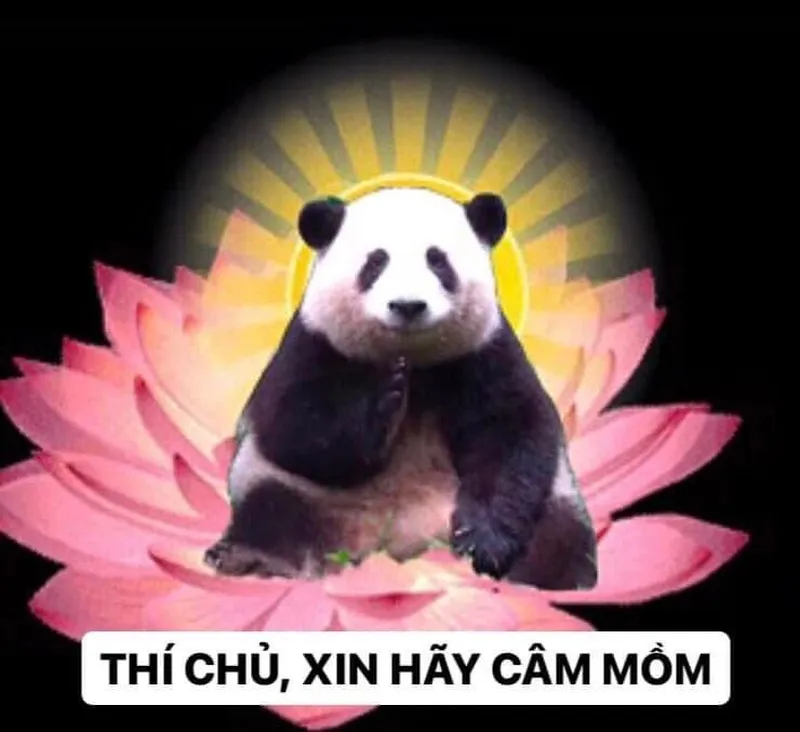 Troll face meme gấu trúc bựa weibo mang lại tiếng cười cho mọi người Troll face meme gấu trúc bựa weibo mang lại tiếng cười cho mọi người