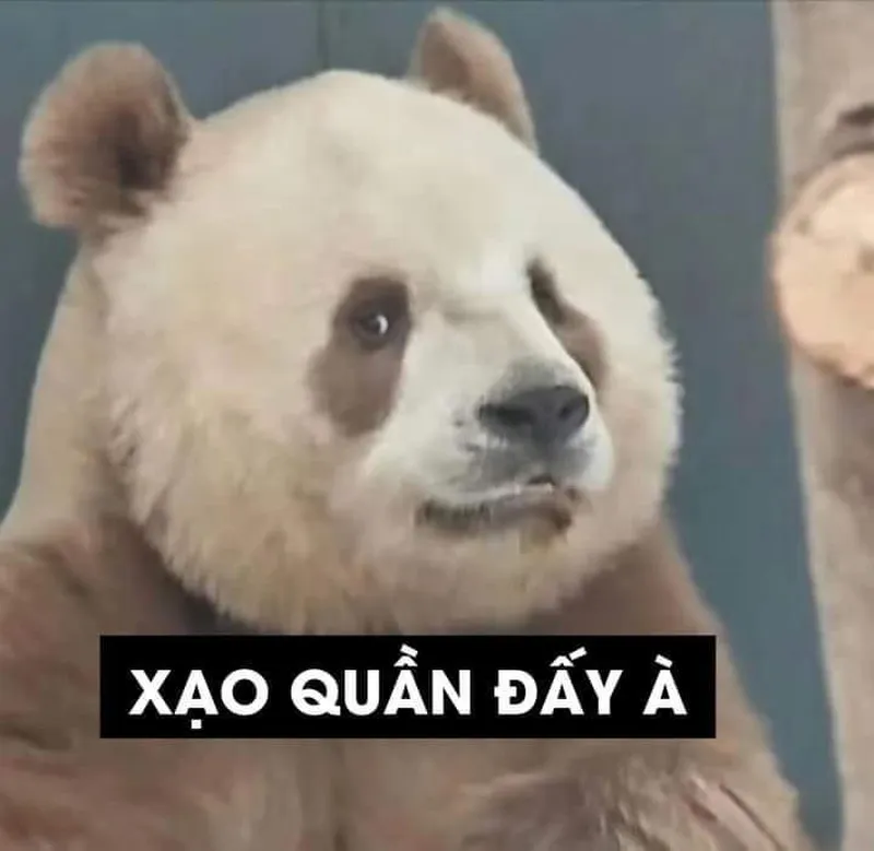 Meme gấu trúc weibo dễ thương khiến bạn không thể rời mắt Meme gấu trúc weibo dễ thương khiến bạn không thể rời mắt