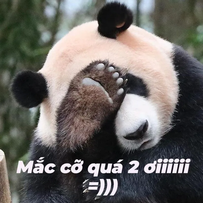 Meme gấu trúc xin lỗi khiến bạn cảm thấy đồng cảm Meme gấu trúc xin lỗi khiến bạn cảm thấy đồng cảm