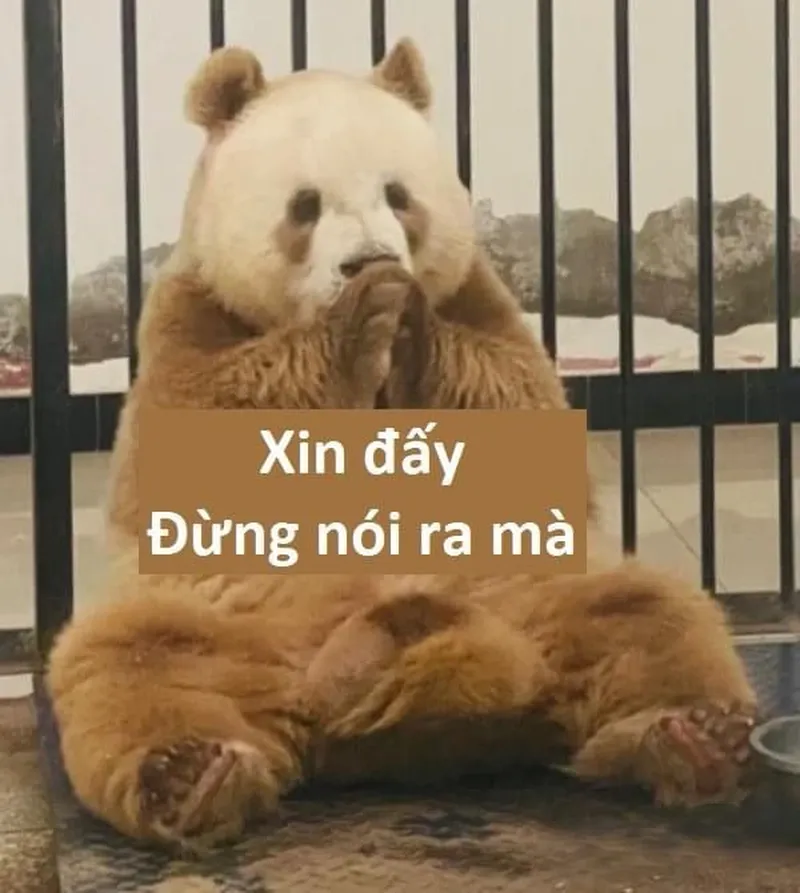 Ảnh chế meme gấu trúc khiến bạn không thể nhịn cười Ảnh chế meme gấu trúc khiến bạn không thể nhịn cười