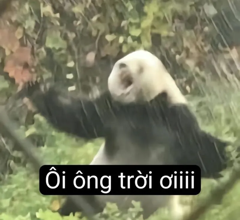 Meme gấu trúc tức giận châm biếm nhưng rất thú vị Meme gấu trúc tức giận châm biếm nhưng rất thú vị