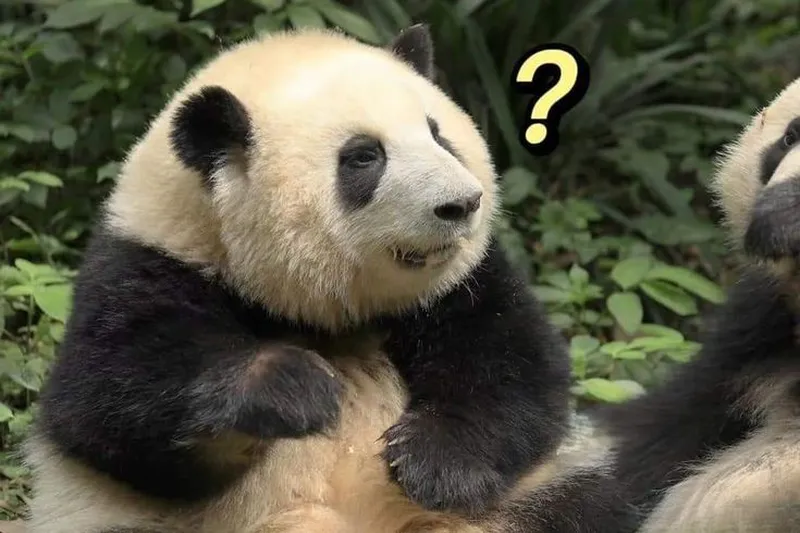 Meme gấu trúc yêu dễ thương khiến bạn muốn chia sẻ ngay Meme gấu trúc yêu dễ thương khiến bạn muốn chia sẻ ngay