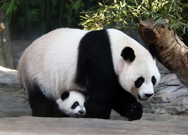 Ảnh meme gấu trúc bựa châm biếm nhưng rất thú vị Ảnh meme gấu trúc bựa châm biếm nhưng rất thú vị
