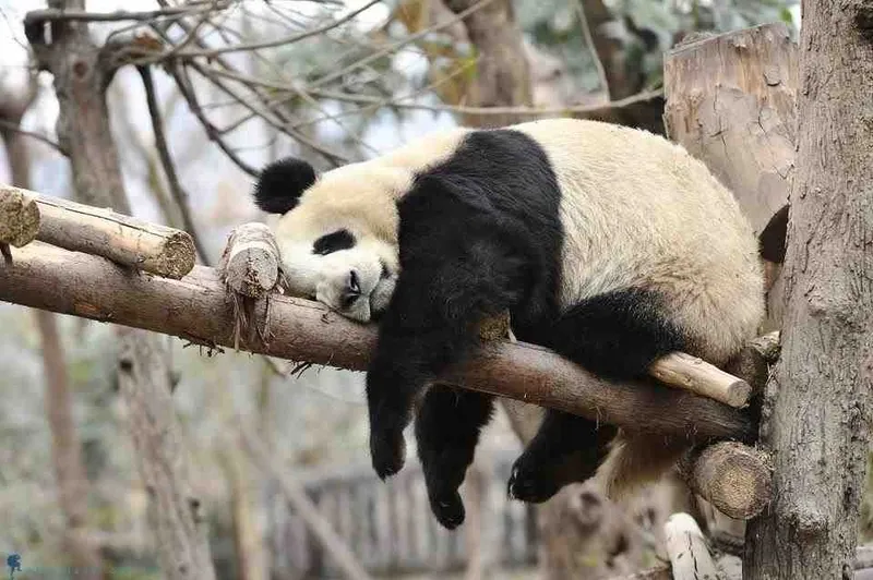Ảnh hài hước meme gấu trúc mang lại tiếng cười cho mọi người Ảnh hài hước meme gấu trúc mang lại tiếng cười cho mọi người