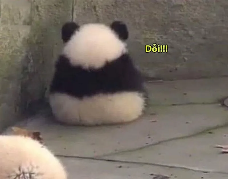 Meme gấu trúc ok khiến bạn không thể nhịn cười Meme gấu trúc ok khiến bạn không thể nhịn cười