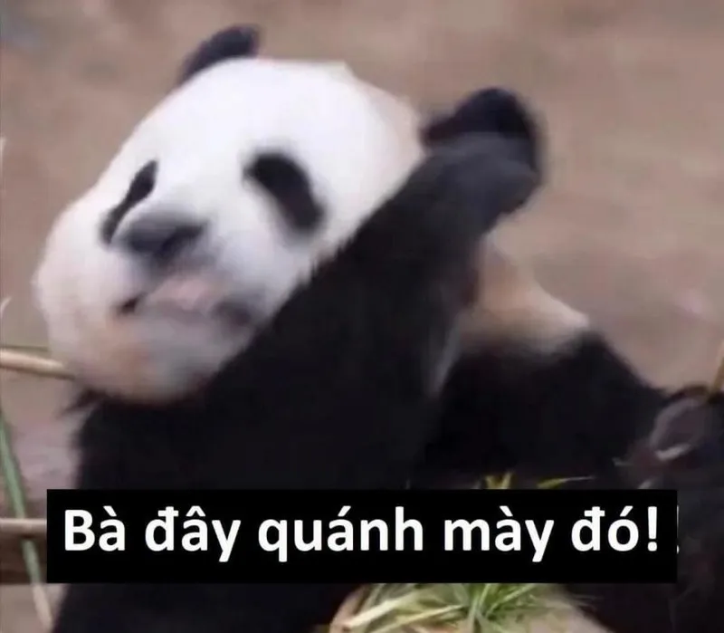 Meme gấu trúc ngạc nhiên dễ thương khiến bạn muốn chia sẻ ngay Meme gấu trúc ngạc nhiên dễ thương khiến bạn muốn chia sẻ ngay