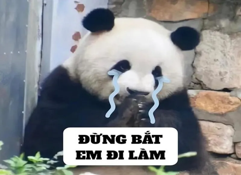 Meme gấu trúc mệt mỏi châm biếm nhưng rất thú vị Meme gấu trúc mệt mỏi châm biếm nhưng rất thú vị