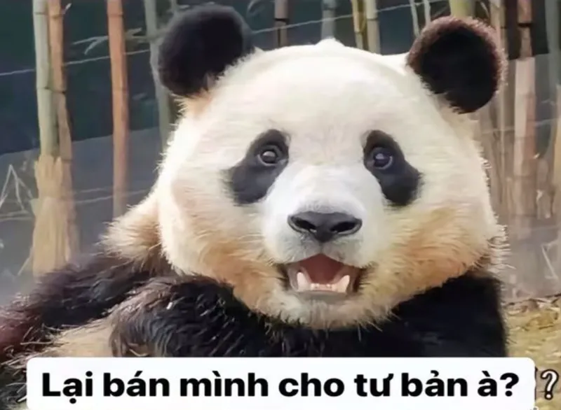 Meme con gấu trúc khiến bạn không thể nhịn cười Meme con gấu trúc khiến bạn không thể nhịn cười