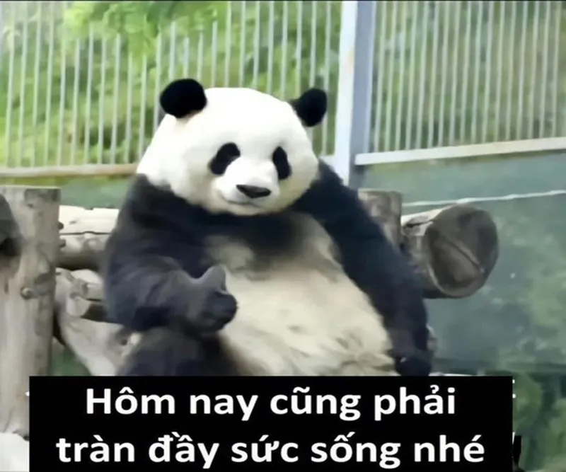 Gấu trúc troll meme kết thúc bài thuyết trình khiến bạn không thể nhịn cười Gấu trúc troll meme kết thúc bài thuyết trình khiến bạn không thể nhịn cười