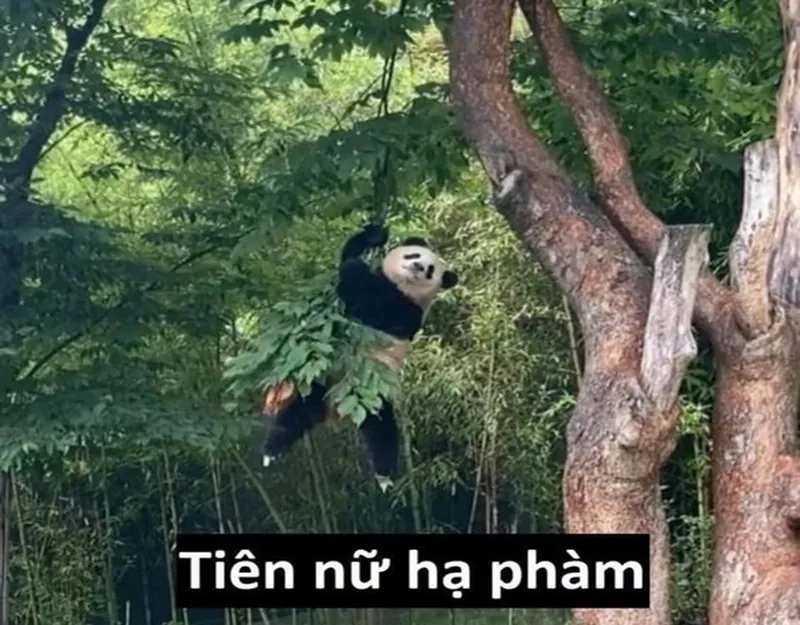 Meme trung quốc gấu trúc dễ thương khiến bạn muốn chia sẻ ngay Meme trung quốc gấu trúc dễ thương khiến bạn muốn chia sẻ ngay