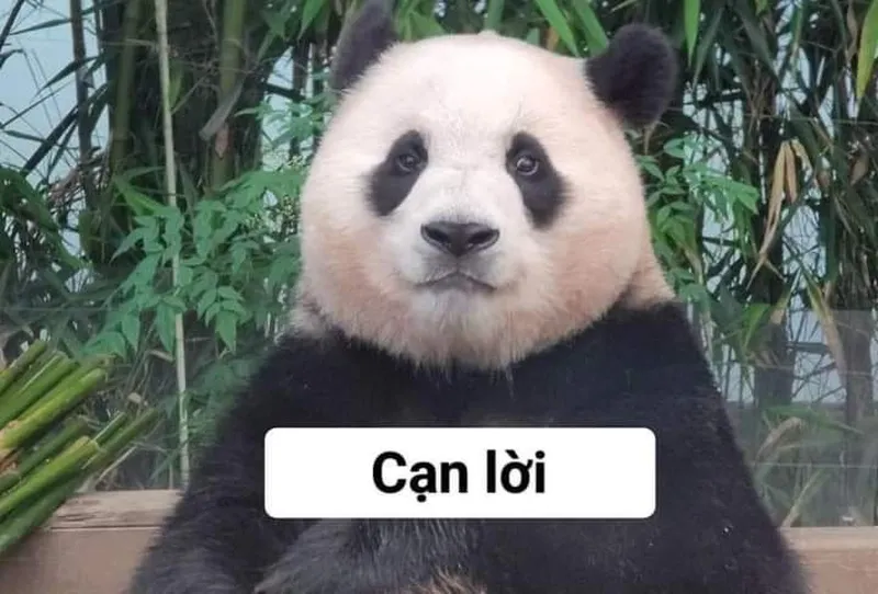 Meme gấu trúc bựa trung quốc châm biếm nhưng rất thú vị Meme gấu trúc bựa trung quốc châm biếm nhưng rất thú vị