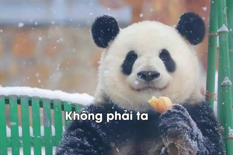 Meme gấu trúc buồn khiến bạn cảm thấy đồng cảm Meme gấu trúc buồn khiến bạn cảm thấy đồng cảm