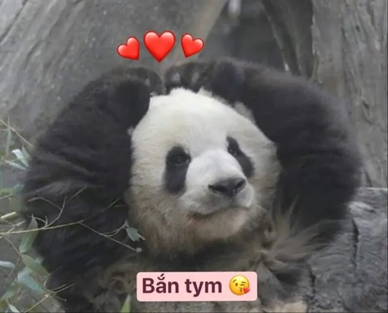Meme gấu trúc khóc cười mang đến một làn sóng cảm xúc lạ kỳ, kết hợp giữa buồn và vui Meme gấu trúc khóc cười mang đến một làn sóng cảm xúc lạ kỳ, kết hợp giữa buồn và vui