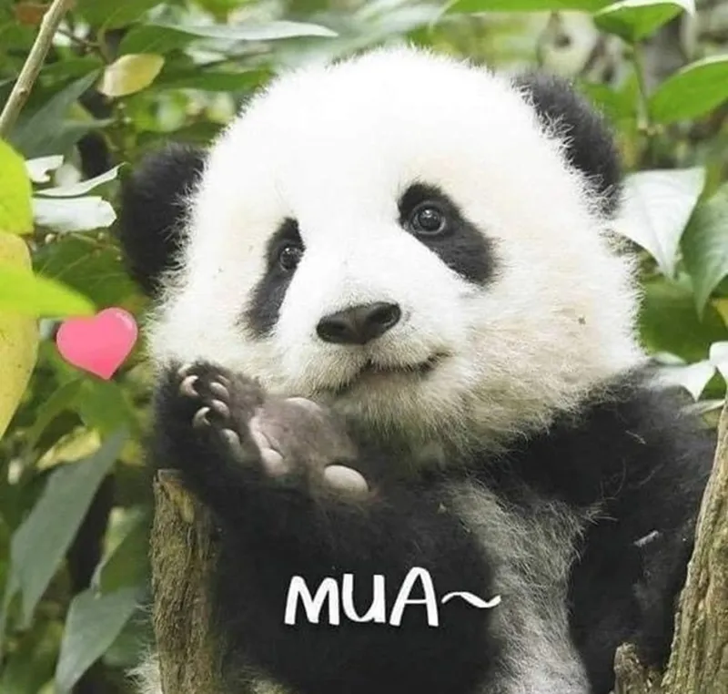 Meme gấu trúc hài hước mang đến những tình huống cực kỳ vui nhộn mà bạn không thể bỏ qua Meme gấu trúc hài hước mang đến những tình huống cực kỳ vui nhộn mà bạn không thể bỏ qua