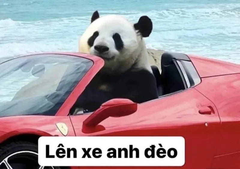 Mắt gấu trúc meme khiến bạn cười ngất với những biểu cảm siêu dễ thương Mắt gấu trúc meme khiến bạn cười ngất với những biểu cảm siêu dễ thương