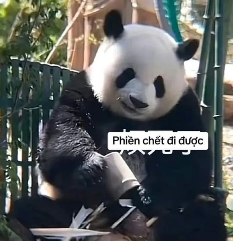 Hài hước meme gấu trúc chắc chắn sẽ mang đến những phút giây giải trí Hài hước meme gấu trúc chắc chắn sẽ mang đến những phút giây giải trí