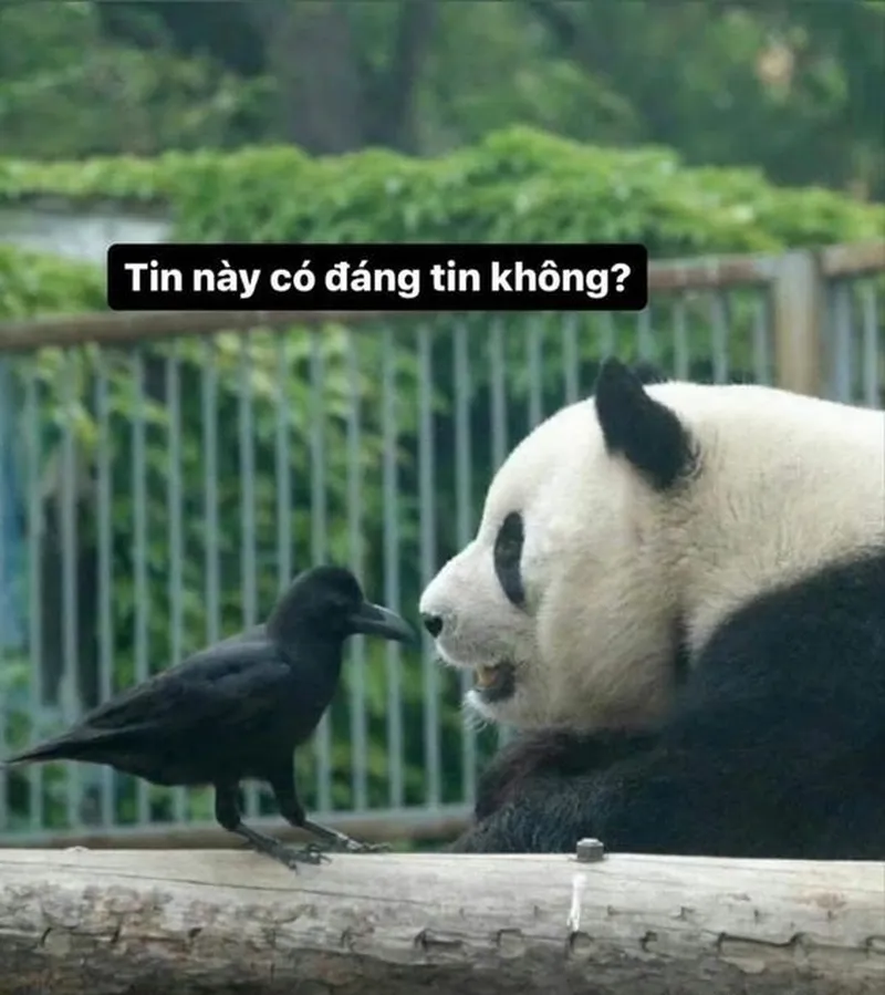 Gấu hồng loopy meme là những hình ảnh siêu dễ thương và hài hước, bạn không thể bỏ qua Gấu hồng loopy meme là những hình ảnh siêu dễ thương và hài hước, bạn không thể bỏ qua
