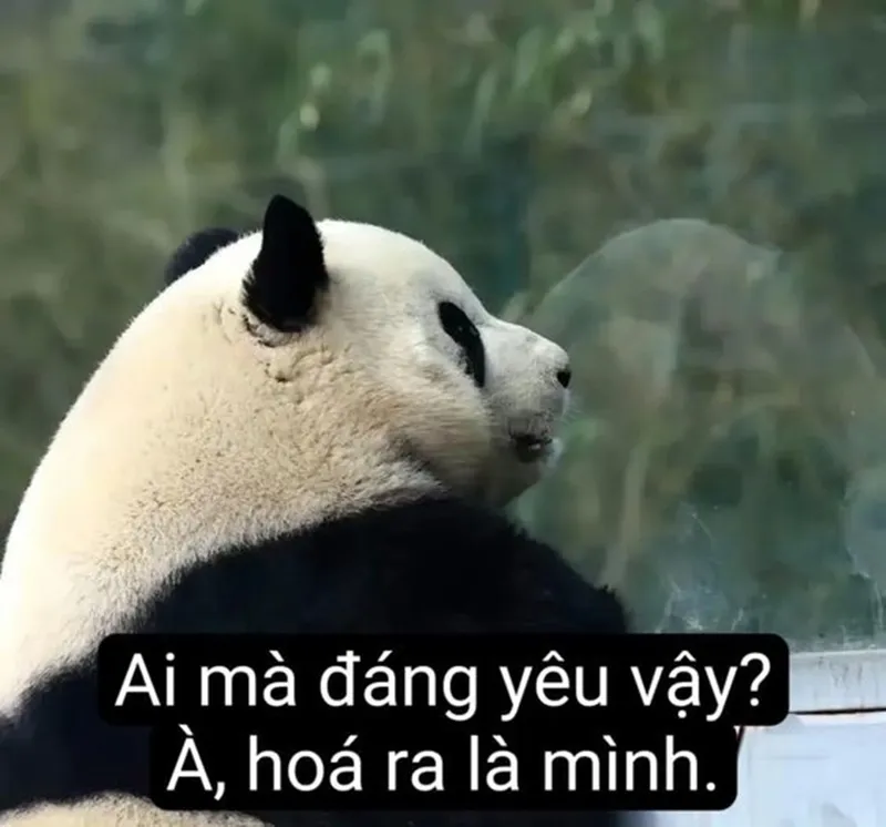 Ảnh gấu meme cực kỳ hài hước và đáng yêu, mang lại những phút giây thư giãn tuyệt vời Ảnh gấu meme cực kỳ hài hước và đáng yêu, mang lại những phút giây thư giãn tuyệt vời