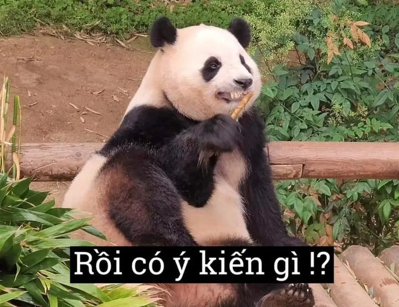 Meme gấu trúc trung quốc mang lại tiếng cười cho mọi người Meme gấu trúc trung quốc mang lại tiếng cười cho mọi người