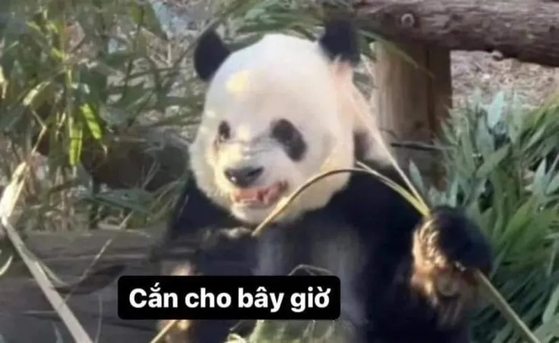 Meme gấu trúc cười dễ thương khiến bạn muốn chia sẻ ngay Meme gấu trúc cười dễ thương khiến bạn muốn chia sẻ ngay