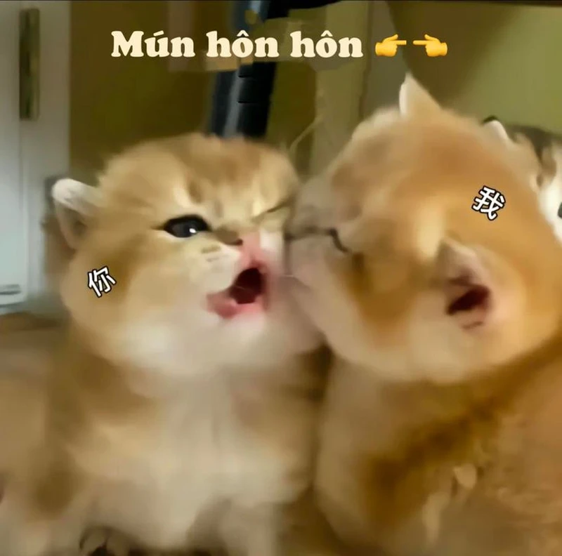 Meme hôn hài hước mang đến tiếng cười bất ngờ cho mọi người Meme hôn hài hước mang đến tiếng cười bất ngờ cho mọi người