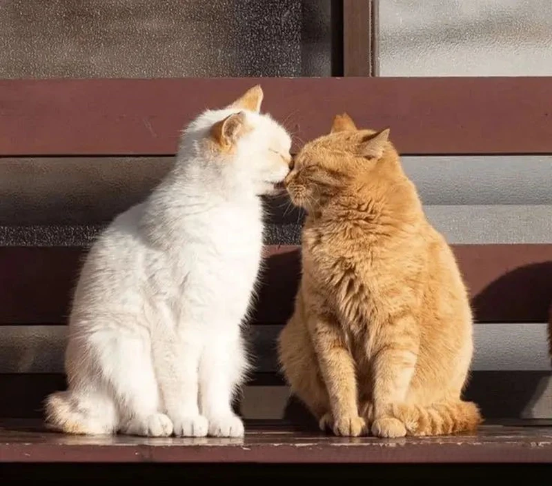Meme hôn gió ngọt ngào, dễ thương và lãng mạn Meme hôn gió ngọt ngào, dễ thương và lãng mạn