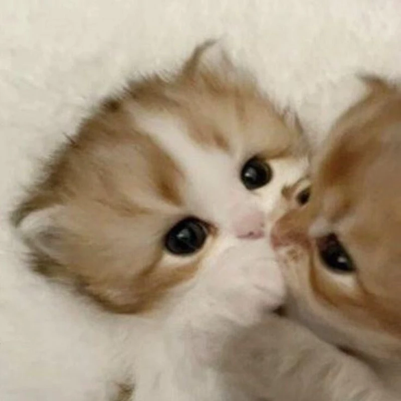 Meme hôn bựa hài hước, mang đến những tiếng cười vui nhộn Meme hôn bựa hài hước, mang đến những tiếng cười vui nhộn
