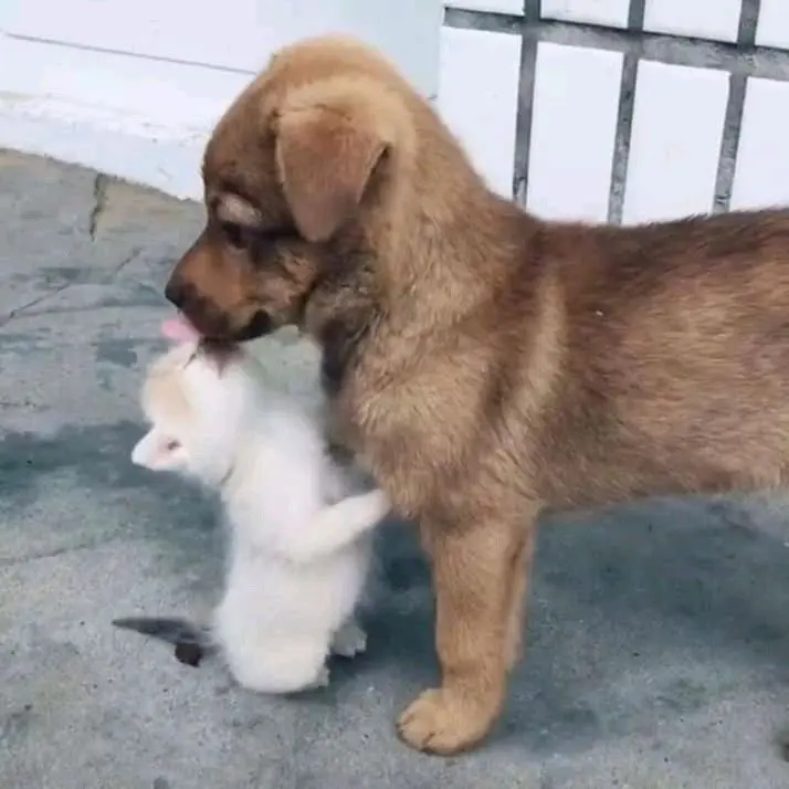 Cầu hôn là khoảnh khắc đáng nhớ, ảnh meme cầu hôn tạo nên không khí đầy tình cảm và ngọt ngào Cầu hôn là khoảnh khắc đáng nhớ, ảnh meme cầu hôn tạo nên không khí đầy tình cảm và ngọt ngào