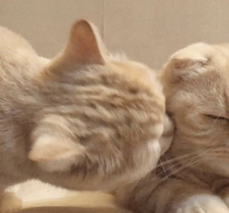 Meme cầu hôn cute khiến bạn không thể rời mắt Meme cầu hôn cute khiến bạn không thể rời mắt