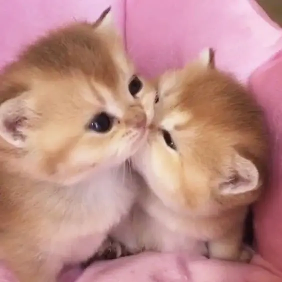 Meme cat kiss dễ thương, những khoảnh khắc tình yêu ngọt ngào Meme cat kiss dễ thương, những khoảnh khắc tình yêu ngọt ngào