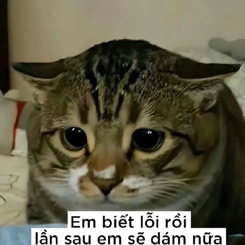 Quỳ xin lỗi meme thể hiện sự hối lỗi và tôn trọng đối phương một cách hài hước Quỳ xin lỗi meme thể hiện sự hối lỗi và tôn trọng đối phương một cách hài hước