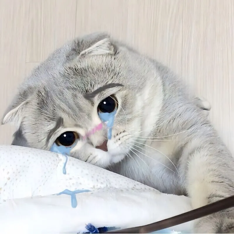 Cute meme mèo xin lỗi giúp bạn gửi lời xin lỗi dễ thương và vui nhộn Cute meme mèo xin lỗi giúp bạn gửi lời xin lỗi dễ thương và vui nhộn