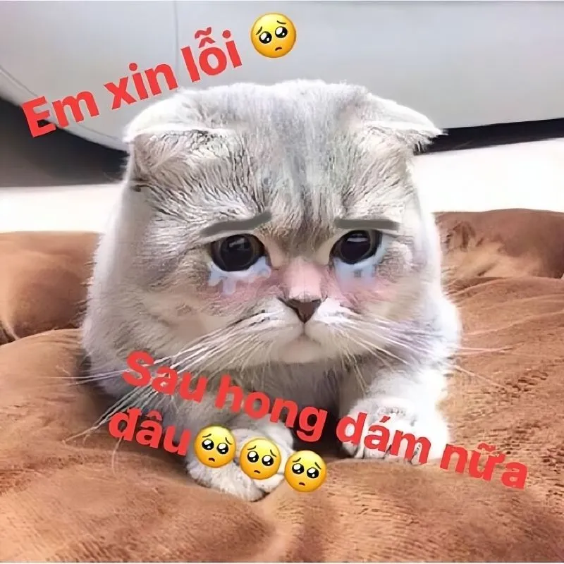 Khoanh tay meme mèo xin lỗi mang đến sự dễ thương và chân thành trong lời xin lỗi Khoanh tay meme mèo xin lỗi mang đến sự dễ thương và chân thành trong lời xin lỗi