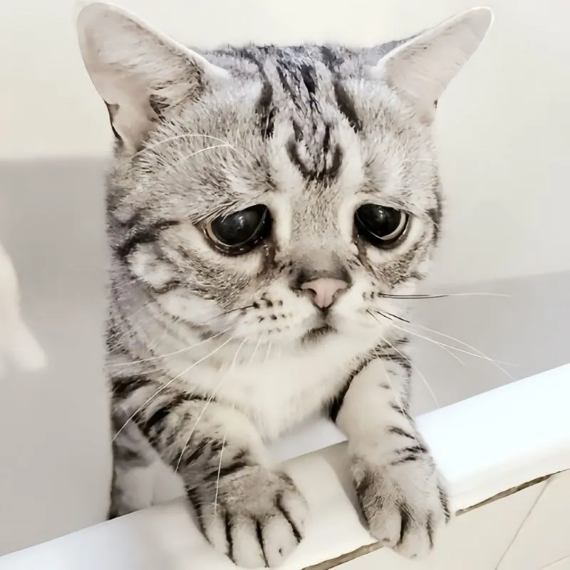 Mèo xin lỗi meme dễ thương khiến người nhận cảm thấy được an ủi và tha thứ Mèo xin lỗi meme dễ thương khiến người nhận cảm thấy được an ủi và tha thứ