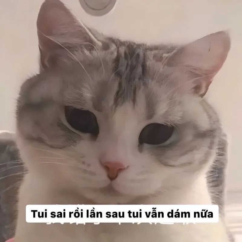 Meme xin lỗi mèo là cách hoàn hảo để thể hiện sự hối lỗi ngọt ngào Meme xin lỗi mèo là cách hoàn hảo để thể hiện sự hối lỗi ngọt ngào