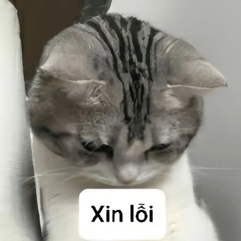 Ảnh meme mèo xin lỗi tạo nên không khí vui vẻ và dễ dàng làm lành Ảnh meme mèo xin lỗi tạo nên không khí vui vẻ và dễ dàng làm lành