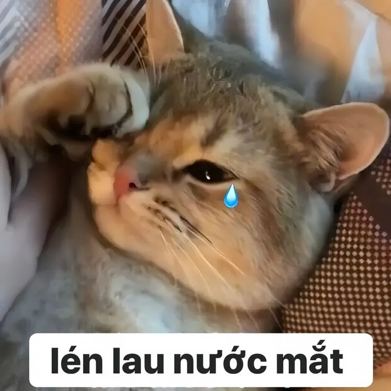 Khóc meme mèo xin lỗi vừa dễ thương vừa đầy sự chân thành trong lời xin lỗi Khóc meme mèo xin lỗi vừa dễ thương vừa đầy sự chân thành trong lời xin lỗi