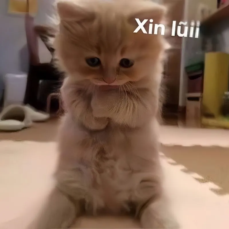 Xin lỗi meme mèo dễ thương giúp bạn làm dịu mọi mối quan hệ nhanh chóng Xin lỗi meme mèo dễ thương giúp bạn làm dịu mọi mối quan hệ nhanh chóng