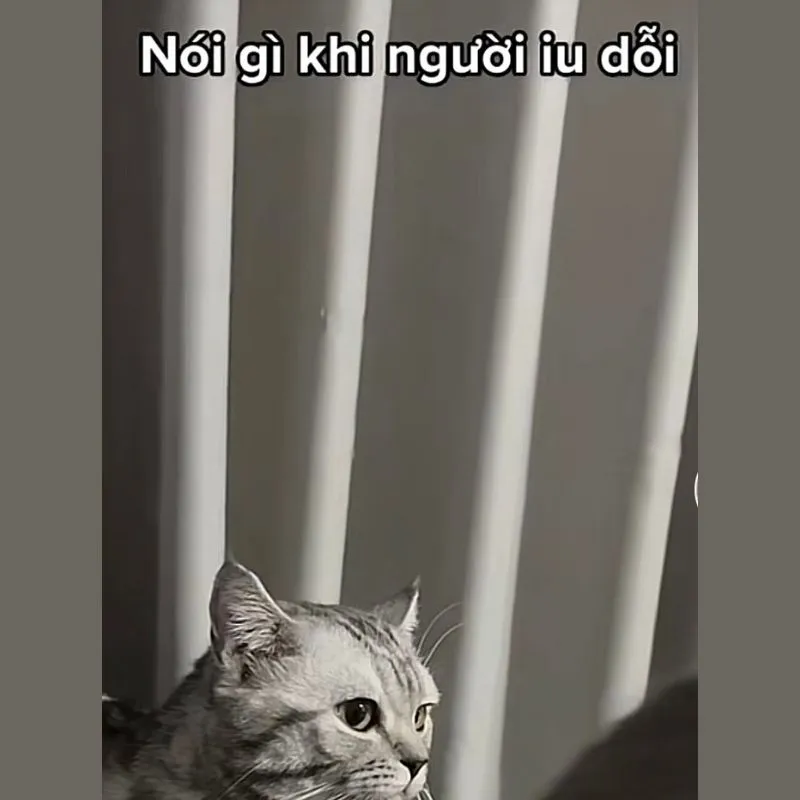 Mèo meme xin lỗi không thể cưỡng lại, khiến người nhận cười và tha thứ ngay Mèo meme xin lỗi không thể cưỡng lại, khiến người nhận cười và tha thứ ngay