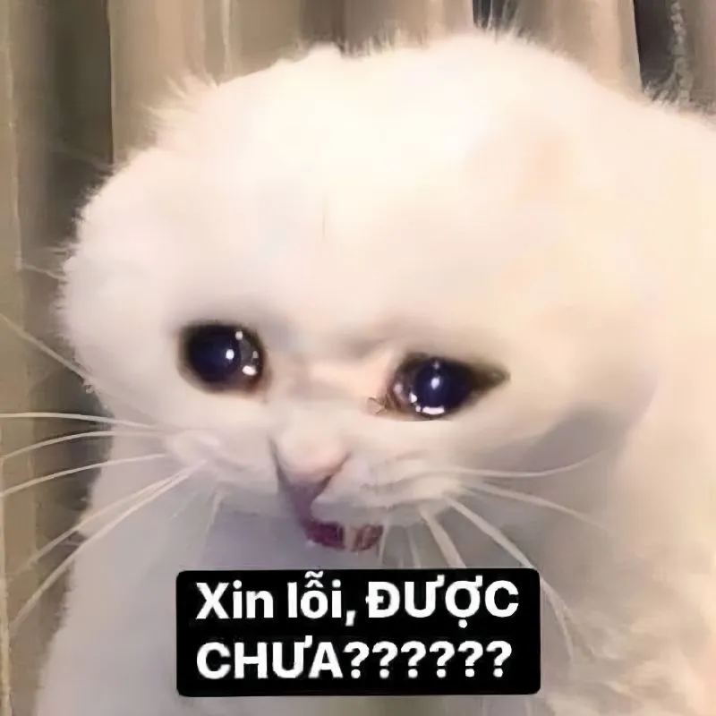 Meme gấu trúc xin lỗi sẽ làm người nhận cảm thấy vui vẻ và tha thứ Meme gấu trúc xin lỗi sẽ làm người nhận cảm thấy vui vẻ và tha thứ